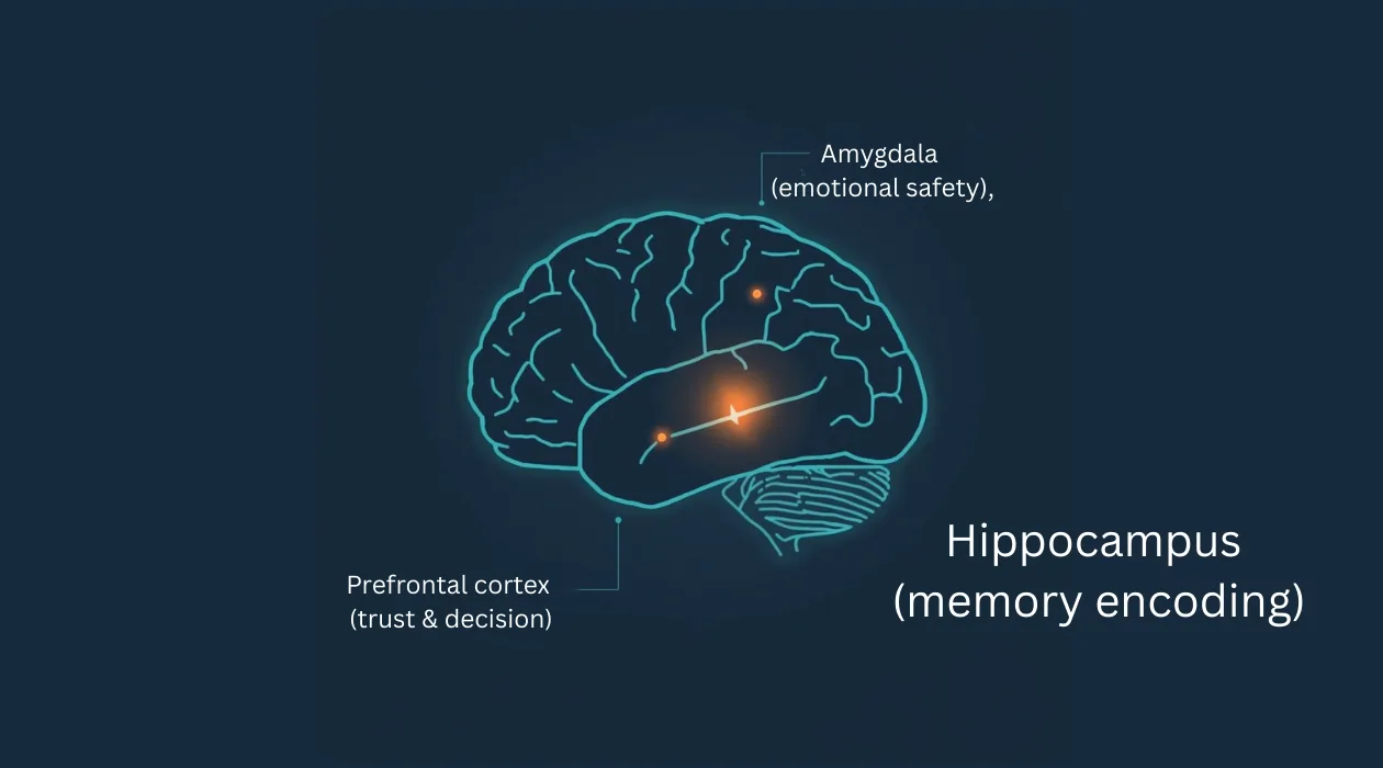 How the brain builds trust, neuroscience of consent